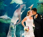 Hal Menakjubkan Saat Pernikahan adalah Ciuman Mempelai, Ikan Juga Diizinkan?