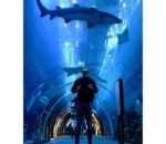 Tawarkan Sensasi Berbeda di Underwater Zoo
