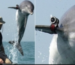 War Dolphins
