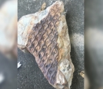 Batu Berpola Aneh, Apakah Ini Fosil?