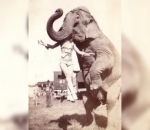 Seorang Wanita Menggantung Kepalanya di Mulut Gajah