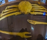 Spider Crab Berukuran Raksasa