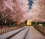 Stasiun Gyeonghwa yang Dikelilingi Bunga Sakura di Korea Selatan
