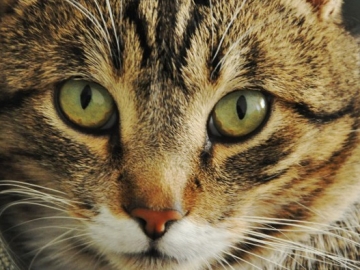 Mengapa Mata Kucing Terlihat Menyeramkan? Ini Jawaban Ilmiahnya