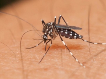 Tips Mengusir Nyamuk dengan 7 Bahan Alami yang Mudah Ditemukan