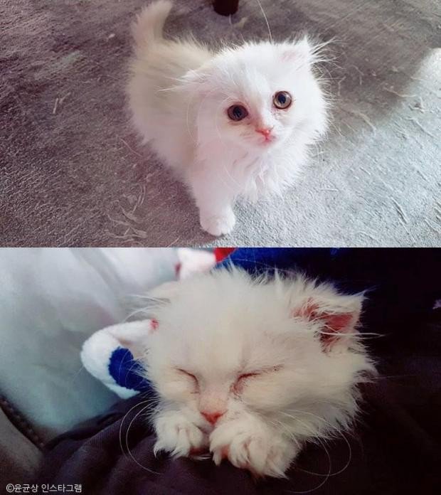 Somyi, Kucing Peliharaan Terbaru Yoon Kyun Sang