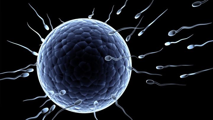 Sperma-Sel Telur